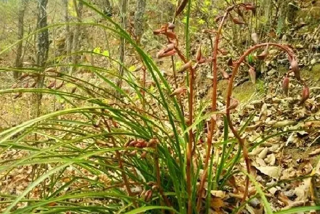 植物百科|一株兰花能活多少年（一棵兰花的最长寿命是多长时间）