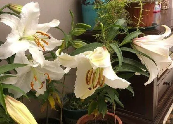 养殖科普|百合喜阴还是喜阳光的植物