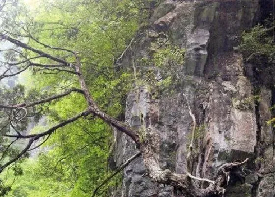 植物香味|崖柏有香味吗