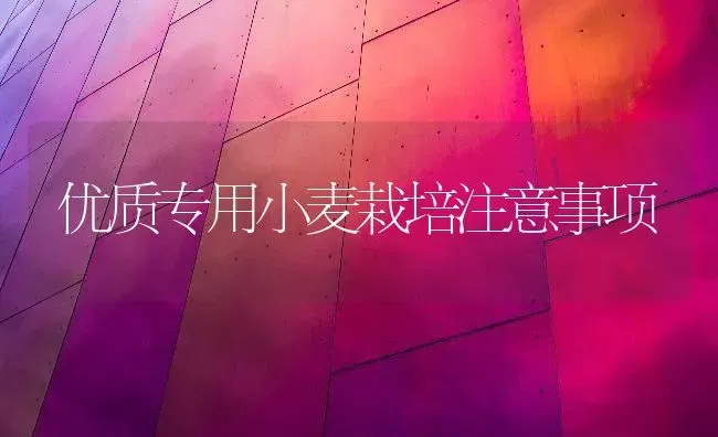 优质专用小麦栽培注意事项 | 粮油作物种植