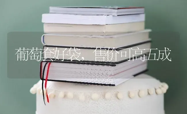 葡萄套好袋，售价可高五成 | 瓜果种植