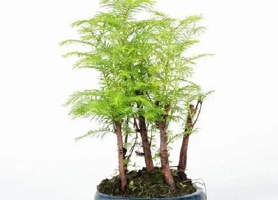 植物修剪|水杉盆景怎么修剪好看 修剪枝叶的方法与技巧