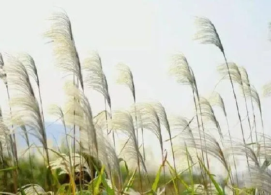 植物百科|蒹葭是什么植物类别