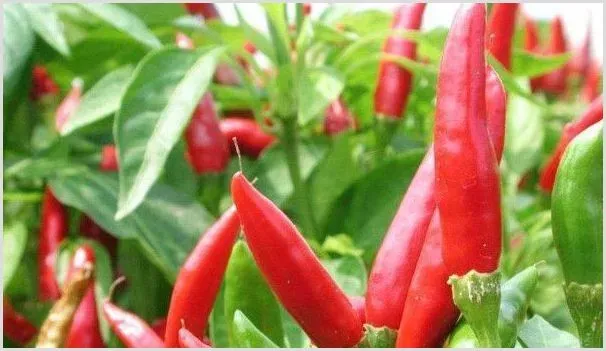 辣椒什么时候施肥好 | 种植技术