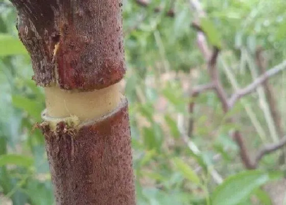 种植方法|冬枣环剥最佳时间和技术方法