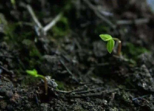 植物发芽|香樟什么时候发芽长叶