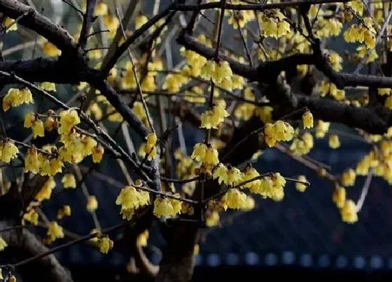 种植位置|腊梅树可以种在院子里吗