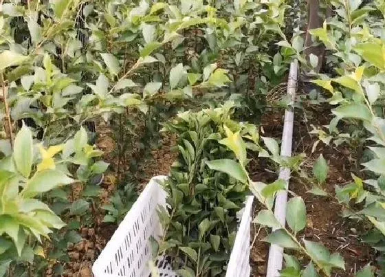 植物施肥|樱桃用什么肥料最好