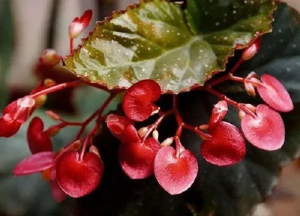 植物浇水|竹节海棠多久浇一次水