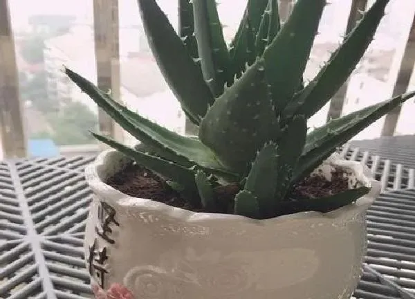 植物浇水|芦荟移盆后要浇水吗
