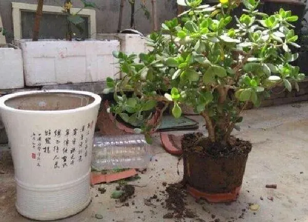 植物换土|玉树换土时间和方法