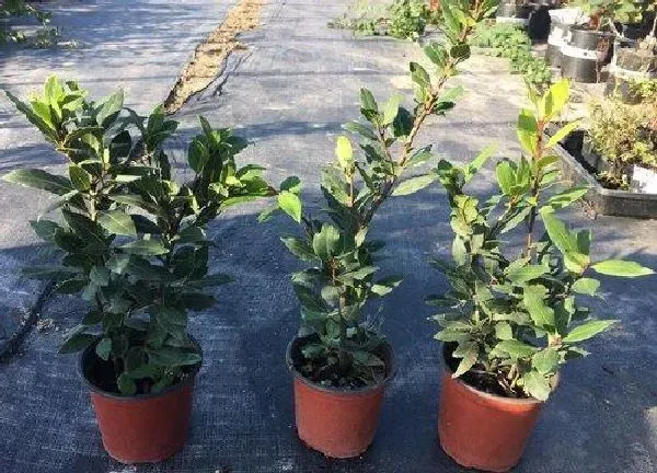 盆景|室内盆栽桂花树好养吗 家养桂花树怎么养才长得好
