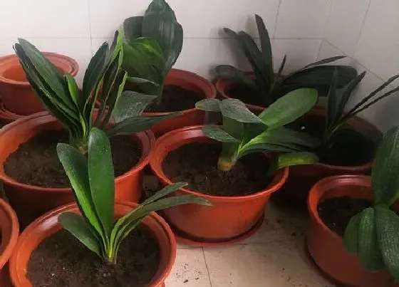 植物种类|镇宅辟邪最厉害的花卉（家里养什么盆栽植物镇宅旺财招财）
