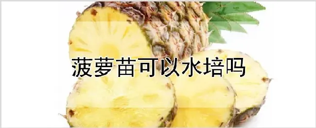 菠萝苗可以水培吗 | 种植资料
