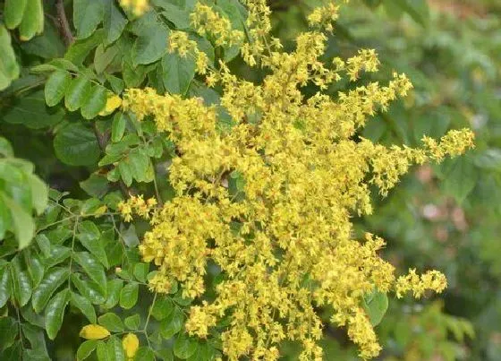 植物百科|栾树开花吗 开花什么样子