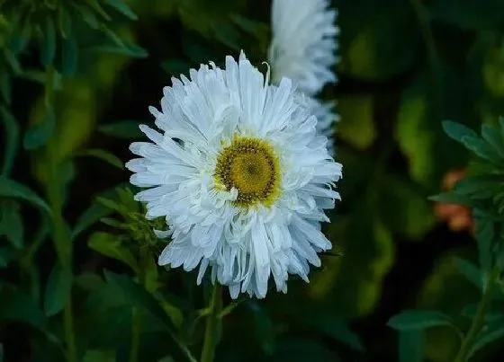 植物修剪|翠菊开花后怎么修剪