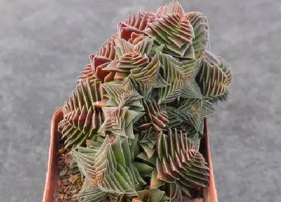 植物修剪|茜之塔徒长了怎么办