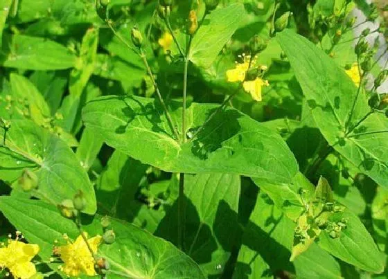 植物百科|元宝草又叫什么名字