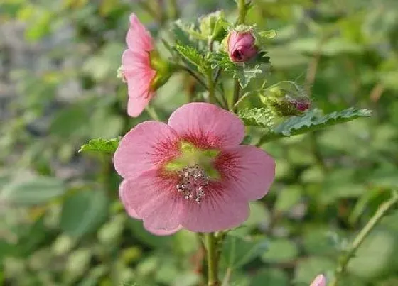 风水百科|家里种木槿花树吉利吗 适合栽在家门口