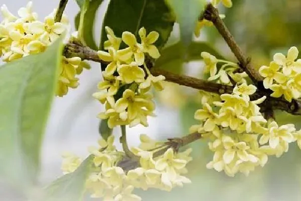 植物浇水|牛奶可以浇桂花吗 牛奶浇桂花的正确方法