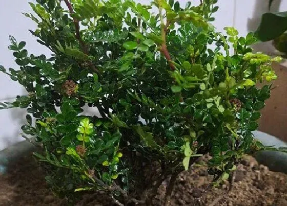 掉叶子|清香木叶子一碰就掉
