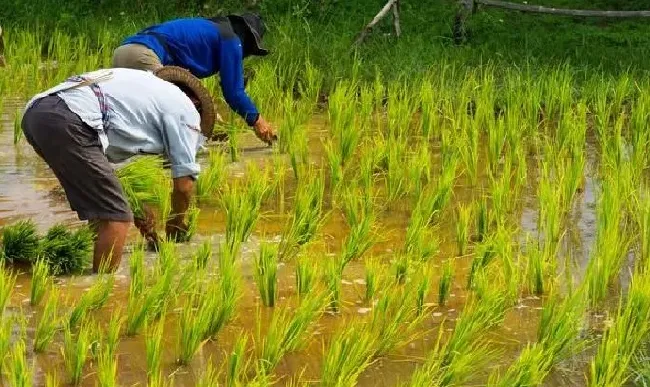 植物百科|为什么小麦亩产少还比大米便宜（稻谷产量高还是小麦产量高）