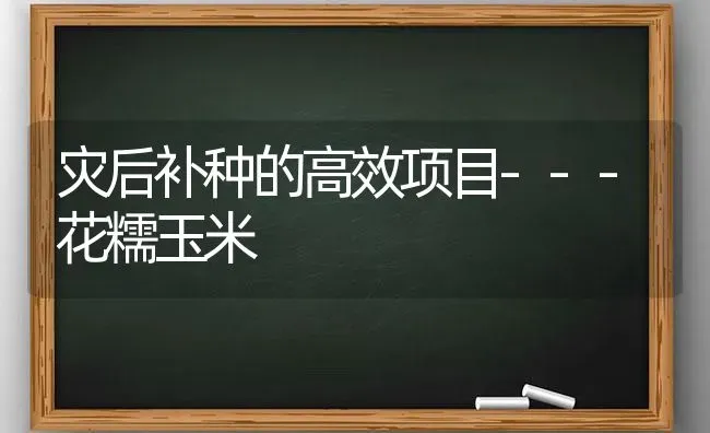 灾后补种的高效项目---花糯玉米 | 粮油作物种植