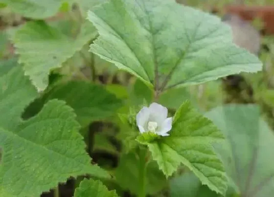 植物百科|冬寒菜是什么季节的菜