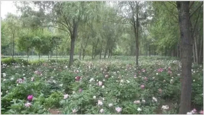 芍药的繁殖方法 | 耕种资料