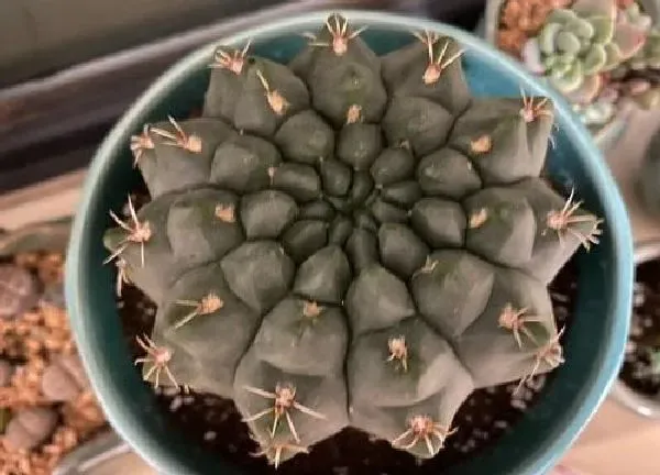 植物移栽|仙人球什么时候移栽比较好