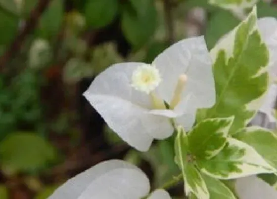 植物百科|三角梅有种子吗