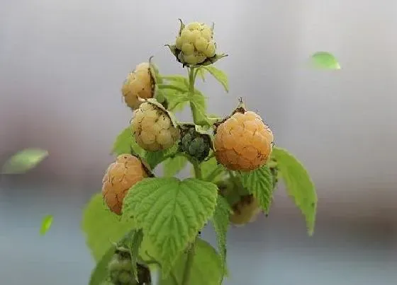 植物百科|覆盆子有籽吗