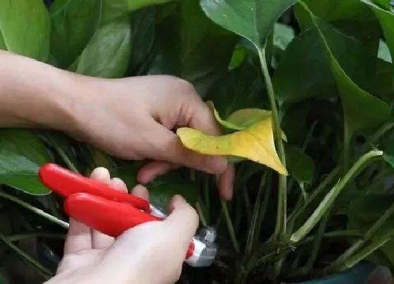 植物修剪|绿萝怎么剪枝 修剪方法图解