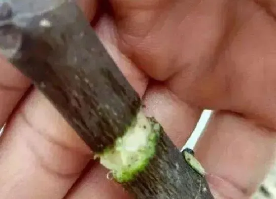 种植方法|无花果环剥最佳时间和技术方法