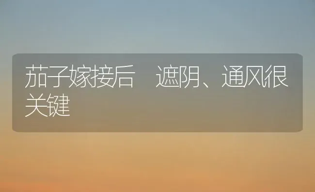 茄子嫁接后 遮阴、通风很关键 | 蔬菜种植