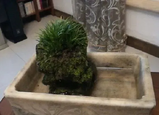 种植土壤|金钱菖蒲配土方法与种植土壤