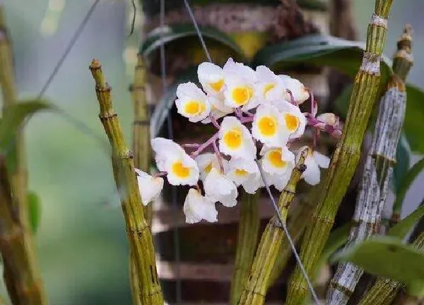 植物移栽|兰花怎么分株方法