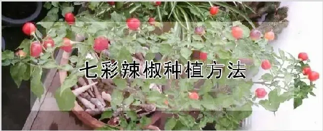 七彩辣椒种植方法 | 自然知识