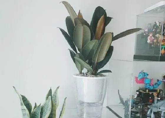 植物百科|橡皮树又叫什么树