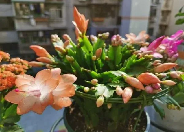 植物浇水|蟹爪兰刚种要浇水吗