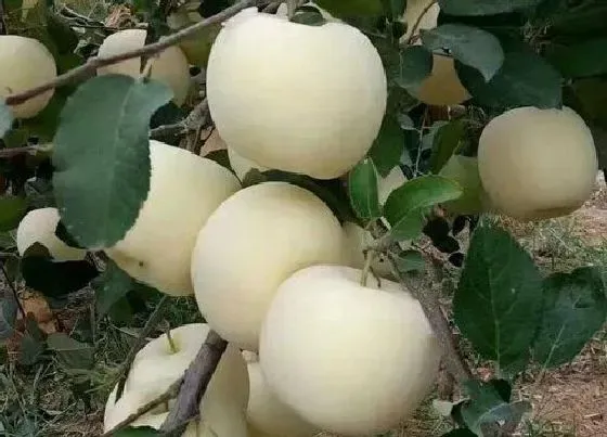 生长环境|苹果的生长条件和特性