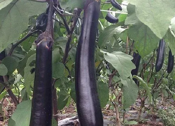 种植方法|秋茄子种植时间和方法