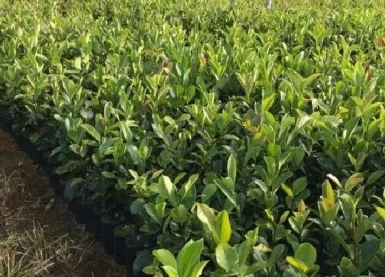 种植方法|茶树籽怎么种植 种植方法与管理