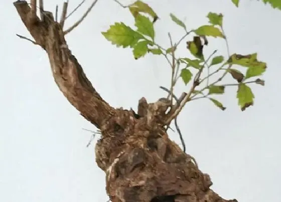 植物百科|黄荆开花吗 开什么颜色花