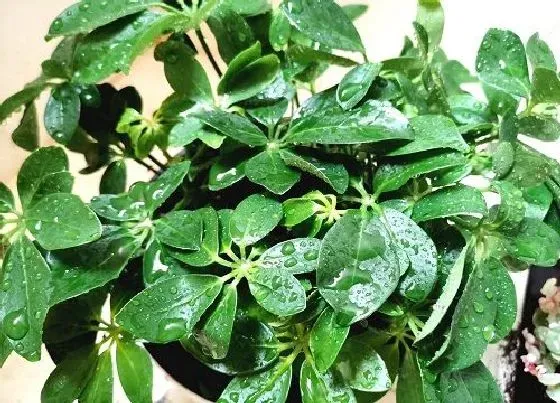 掉叶子|鸭掌木叶子一碰就掉怎么处理 叶子枯萎掉落的原因