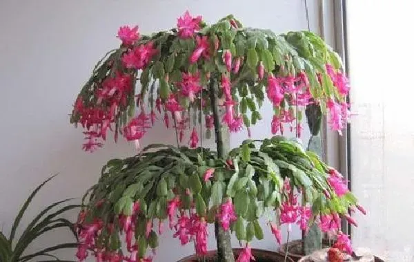植物生根|蟹爪兰扦插多久生根发芽 扦插生根最快方法