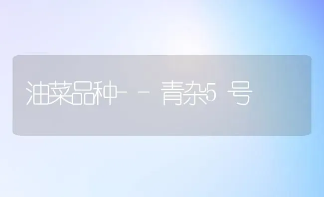 油菜品种--青杂5号 | 粮油作物种植