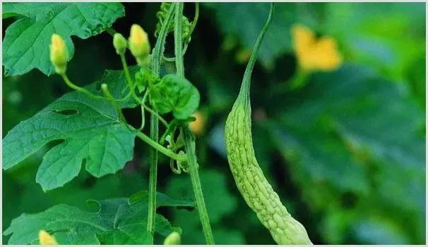 苦瓜种子怎么催芽育苗 | 种植技术