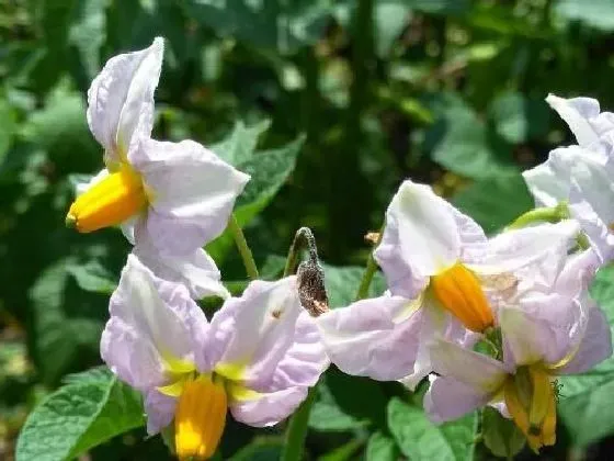 植物百科|土豆会开花吗 开花的颜色与样子