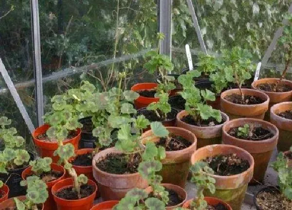 植物换土|天竺葵用什么土最好